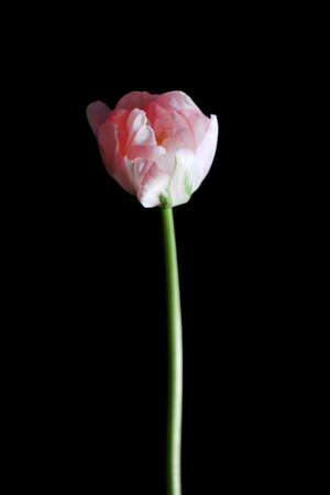 Fresh tulip on black backgroundの写真素材