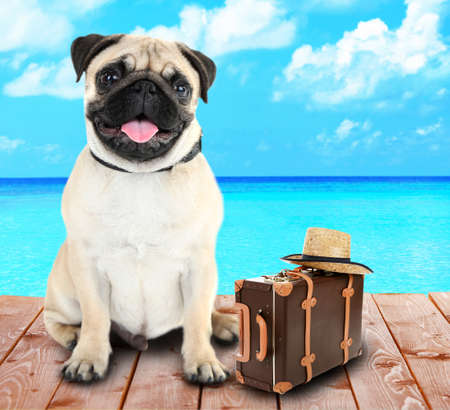 Funny dog tourist with suitcase and hat near seaの写真素材