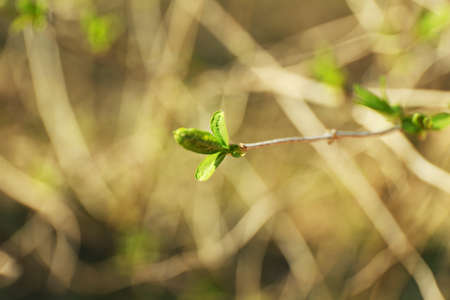Tree bud, outdoors, closeupの写真素材