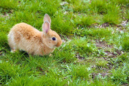Little rabbit in grass close-upの写真素材