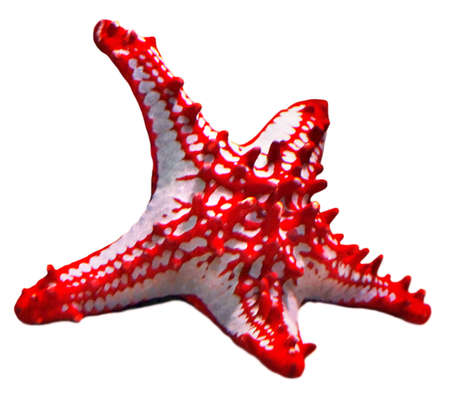 sea star,  isolated on whiteの写真素材