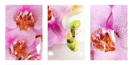 Collage with beautiful pink orchidsの写真素材