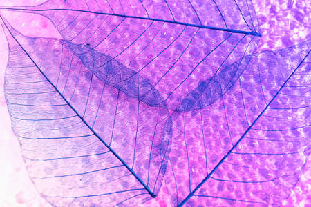 Abstract skeleton leaves backgroundの写真素材
