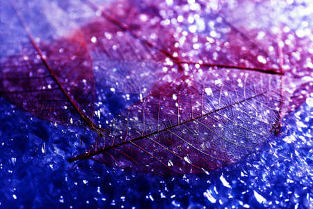 Abstract skeleton leaves backgroundの写真素材