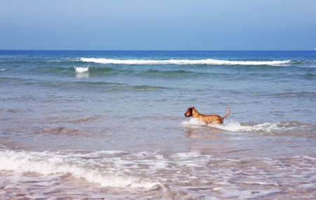 Dog walking on sea beachの写真素材