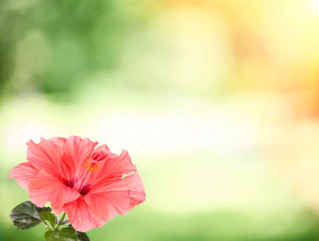 Red Hibiscus flower on green nature background with sun lightの写真素材