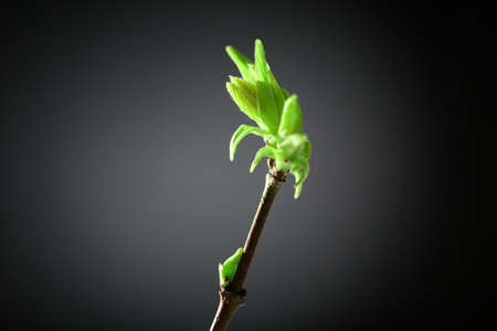 Young foliage on twig, on grey backgroundの写真素材