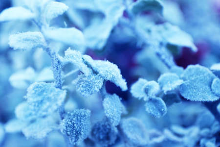 Beautiful frosty winter leaves on blured nature background, close upの写真素材