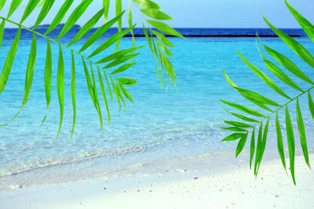 Green palm leaves on sea backgroundの写真素材