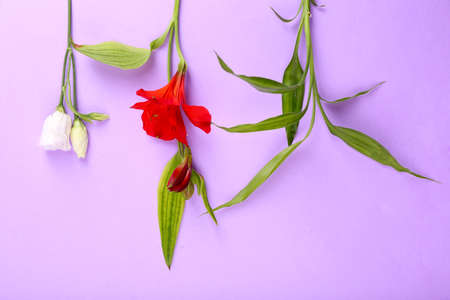 Different flowers on colour backgroundの写真素材