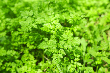 Green plants outdoorsの写真素材