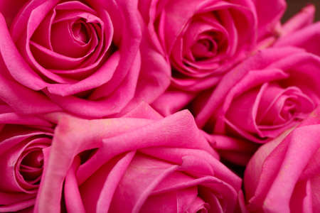 Beautiful pink roses close upの写真素材