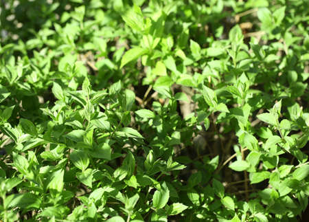 Beautiful spring leaves, close upの写真素材