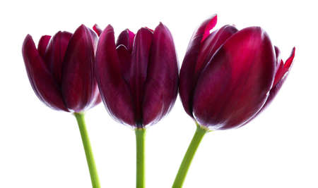 Beautiful violet tulips isolated on whiteの写真素材
