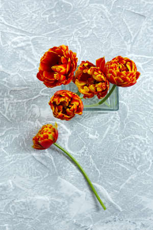 Beautiful bright tulips in glass vase on grey backgroundの写真素材