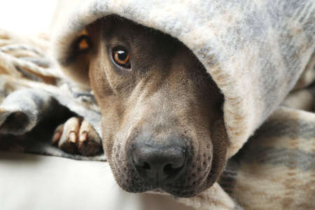Cute dog lying on sofa under plaid, close-upの写真素材