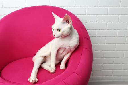 Beautiful white cat on soft pink armchair in roomの写真素材