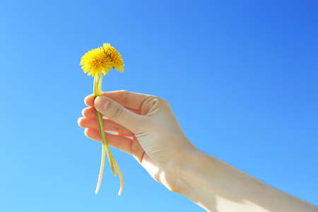 Female hand holding small dandelions on blue sky backgroundの写真素材