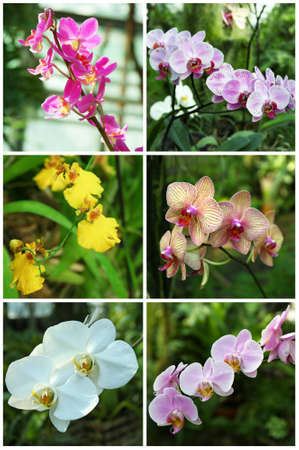 Collage with beautiful orchid flowers in the garden.の写真素材