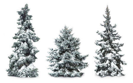 Fir-trees with snow, isolated on whiteの写真素材