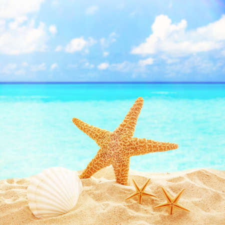 Starfish and shells on sandy beachの写真素材