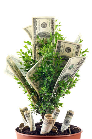 Decorative tree in pot with money isolated on whiteの写真素材