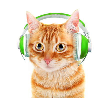 Beautiful cat with headphones isolated on whiteの写真素材