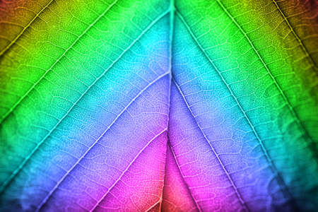 Multicolor fresh leaf, close upの写真素材