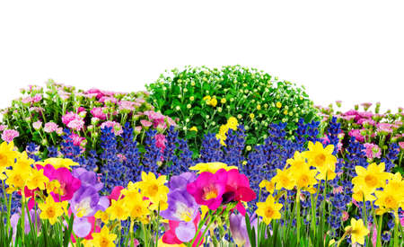 Beautiful garden with summer flowers with white copy space for your textの写真素材