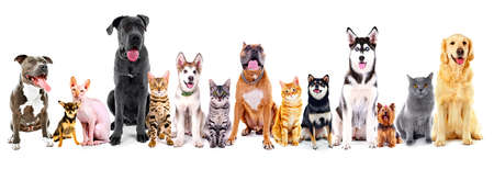 Group of sitting cats and dogs, isolated on white Group of sitting cats and dogs, isolated on white