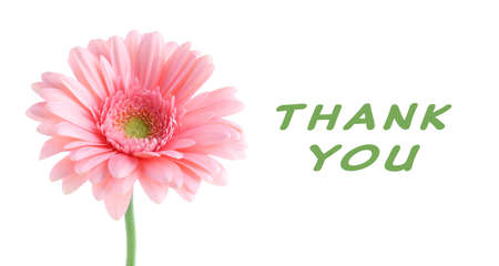 Pink gerbera with text Thank You, isolated on whiteの写真素材