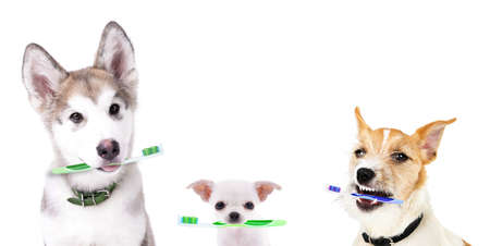 Cute puppies with tooth brushes, isolated on whiteの写真素材