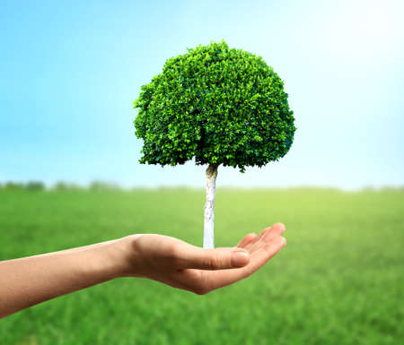 Female hand holding green tree on natural backgroundの写真素材
