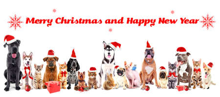 Funny christmas pets. Merry Christmas and Happy News Yearの写真素材