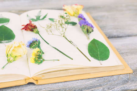Dry up plants on notebook on wooden backgroundの写真素材