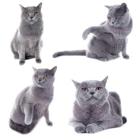 Short-hair grey cat collection isolated on white backgroundの写真素材