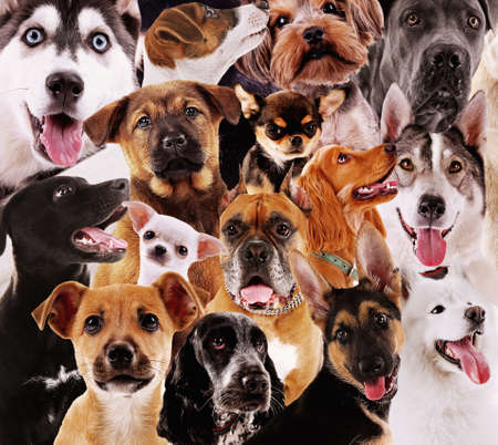 Dog backgroundの写真素材