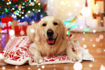 Cute dog lying on plaid. Snowy effect, Christmas celebration concept.の写真素材