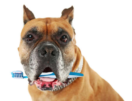 Cute dog with tooth brush, isolated on whiteの写真素材