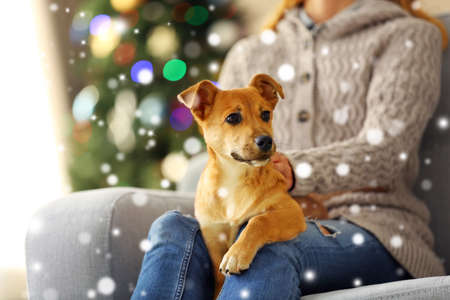 Woman holding cute puppy on knees against blurred Christmas tree background. Snowy effect, Christmas celebration concept.の写真素材