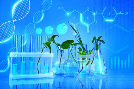 Test tubes with plants, blue toned. Scientific research concept.の写真素材
