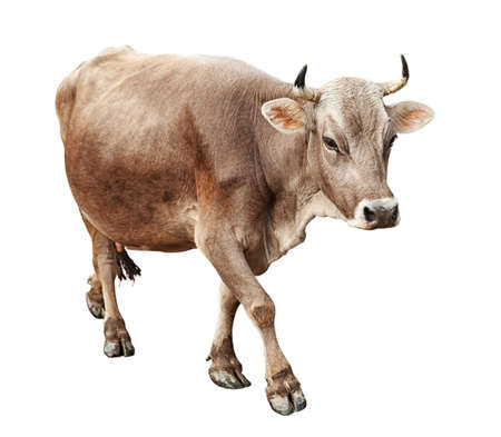 Cow on white background. Farm animal concept.の写真素材
