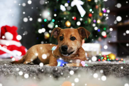 Cute puppy with garland lying on carpet against blurred Christmas tree background. Snowy effect, Christmas celebration concept.の写真素材