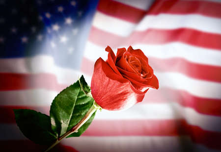 Rose on USA flag background. Symbol of Americaの写真素材