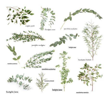Green eucalyptus branches with names on white backgroundの写真素材
