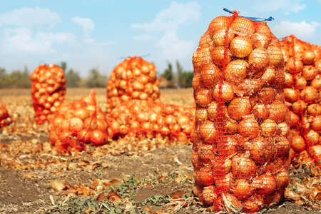 Harvested onions in mesh bags on fieldの写真素材
