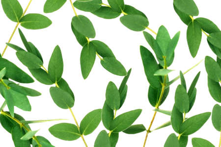 Green eucalyptus branches on white backgroundの写真素材