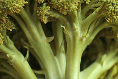 Fresh green broccoli, closeupの写真素材