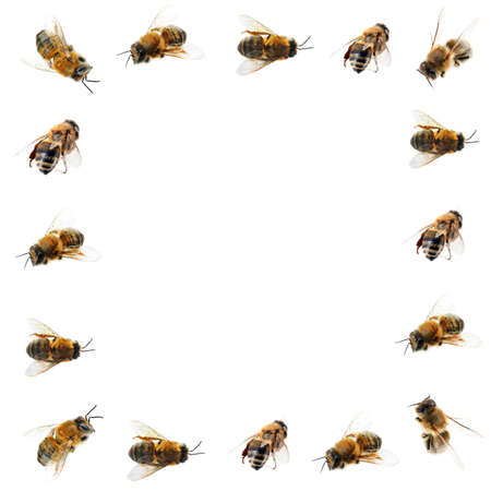 Honey bees on white backgroundの写真素材