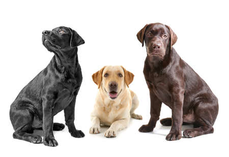 Cute Labrador Retriever dogs on white background